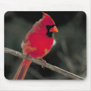 Recherche de arbres tapis souris Faune