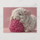 Recherche de chinchilla cartes postales Adorable