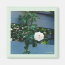 Recherche de cochon magnets Fleurs