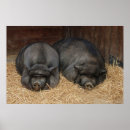 Recherche de pig posters Animaux