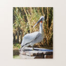 Recherche de pelican puzzles Nature