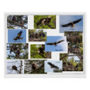 Recherche de d aigle posters Aigles
