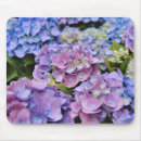 Recherche de hortensia bleu électronique Rose