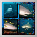 Recherche de shark posters Ocean