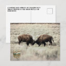 Recherche de photo de bison cartes postales Toute personne