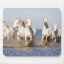 Recherche de cheval camargue tapis souris Equus ferus caballus camarguensis