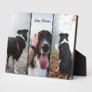 Recherche de animaux plaques Toute personne
