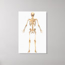 Recherche de dorsaux posters Physiologie