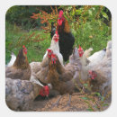 Recherche de poulet drôle autocollants Poulets