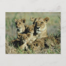 Recherche de regard de lion posters Animaux dans la nature