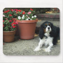Recherche de cavaliers tapis souris Chiot