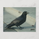 Recherche de le corbeau cartes postales Oiseau
