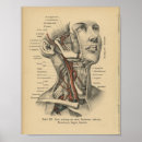 Recherche de cou humain posters Anatomie