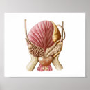 Recherche de reproducteur posters Reproduction sexuelle