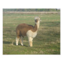 Recherche de alpaga posters Animal