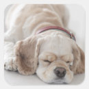 Recherche de allongé autocollants Longueur totale