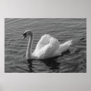 Recherche de cygne blanc posters Sauvagine