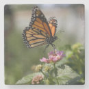 Recherche de papillon monarque dessous de verres Beau