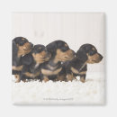 Recherche de chien teckel magnets Animal