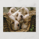 Recherche de remplir cartes postales Chien