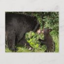 Recherche de minnesota cartes postales Ours noir