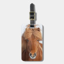 Recherche de equus Islande