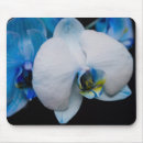 Recherche de mites photographie Floral