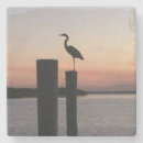 Recherche de pélican dessous de verres Photographie