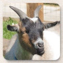 Recherche de chèvre dessous de verres Fermes