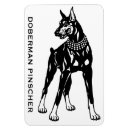Recherche de pinscher magnets Noir