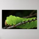 Recherche de larves Vert