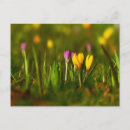 Recherche de fleurs de crocus cartes postales Jaune