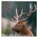 Recherche de yellowstone carreaux Délimiteur danita