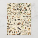 Recherche de entomologie cartes postales Insecte
