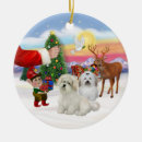 Recherche de coton de tulears Chiens