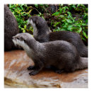 Recherche de loutres posters Loutre mignonne