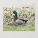 Recherche de drague cartes postales Mallalard
