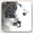 Recherche de tigre blanc dessous de verres Yeux