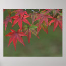 Recherche de érable rouge posters Couleur d'automne