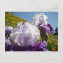 Recherche de iris cartes postales Fleurs d'iris