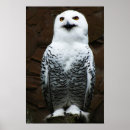 Recherche de hibou gris posters Blanc