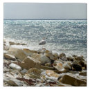 Recherche de mouettes carreaux Côte