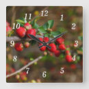 Recherche de fleurs de ressort horloges Photographie