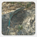 Recherche de lézard bleu autocollants Nature