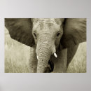 Recherche de grands cinq posters Éléphant