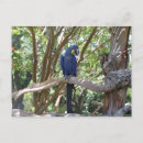 Recherche de parrot cartes postales Bleu