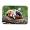 Recherche de panda magnete Moderne