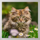 Recherche de ragondin posters Animal
