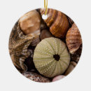 Recherche de coquilles de mer ornements Nature