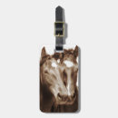 Recherche de portrait de cheval Ouest